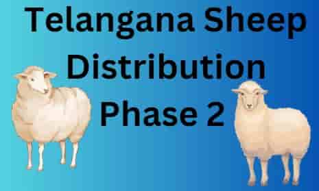 Telangana Sheep Distribution Phase 2 